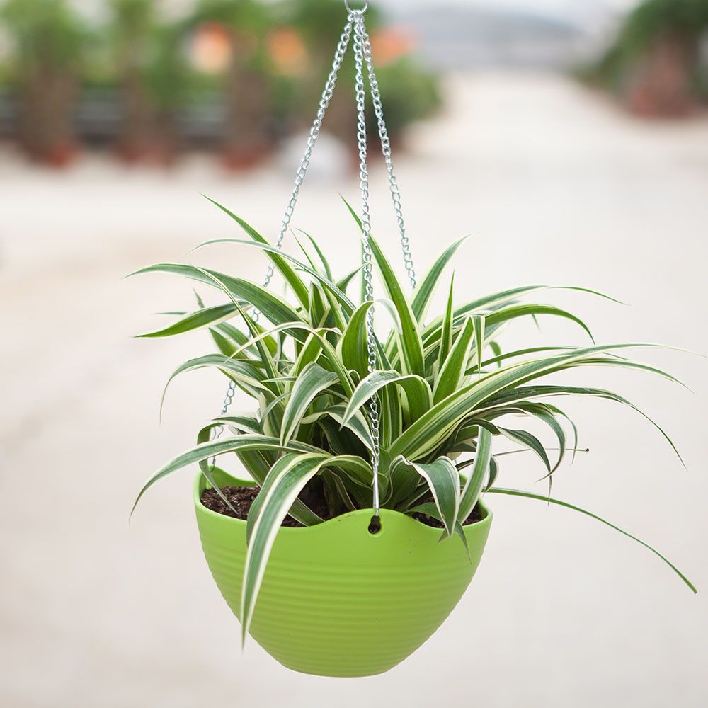 適合辦公室擺放的植物-吊蘭